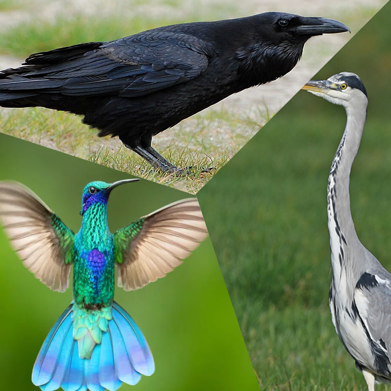 Homepage collage